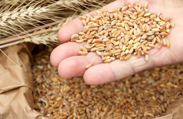 Сапаны бақылау